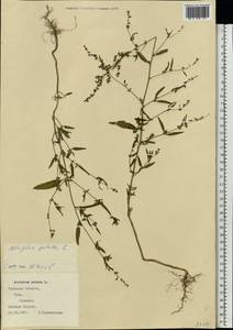 Лебеда раскидистая L., Восточная Европа, Центральный район (E4) (Россия)