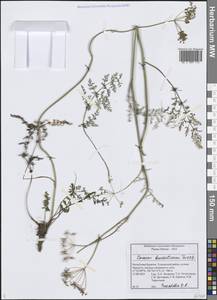 Тмин бурятский Turcz., Сибирь, Прибайкалье и Забайкалье (S4) (Россия)