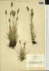 Koeleria spicata (L.) Barberá, Quintanar, Soreng & P.M.Peterson, Сибирь, Алтай и Саяны (S2) (Россия)