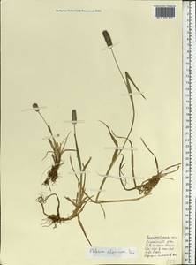 Тимофеевка альпийская L., Восточная Европа, Западно-Украинский район (E13) (Украина)