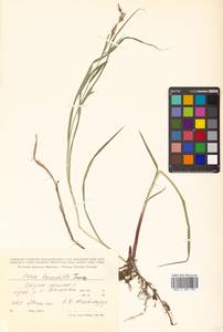 Осока грязная Van Heurck & Müll.Arg., Сибирь, Дальний Восток (S6) (Россия)