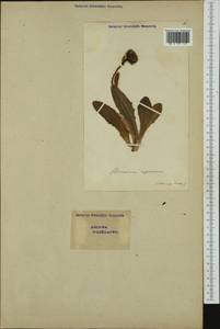 Hieracium juranum Rapin, Западная Европа (EUR) (Швейцария)