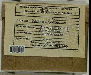 Dicranum polysetum Sw., Гербарий мохообразных, Мхи - Центральное Черноземье (B10) (Россия)