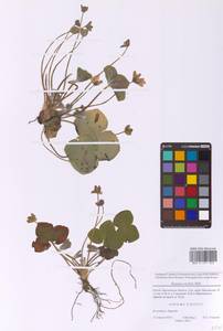 Печеночница благородная Schreb., Восточная Европа, Московская область и Москва (E4a) (Россия)