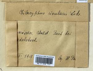 Chiloscyphus polyanthos var. rivularis (Schrad.) Lindb., Гербарий мохообразных, Мхи - Западная Европа (BEu) (Германия)