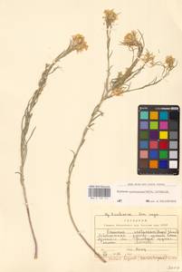 Erysimum quadrangulum Desf., Восточная Европа, Северо-Украинский район (E11) (Украина)