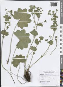 Манжетка трубчатая Juz., Восточная Европа, Средневолжский район (E8) (Россия)