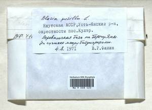 Blasia pusilla L., Гербарий мохообразных, Мхи - Якутия (B19) (Россия)