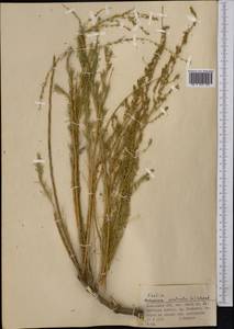 Бассия простертая (L.) Beck, Средняя Азия и Казахстан, Северный и Центральный Тянь-Шань (M4) (Казахстан)