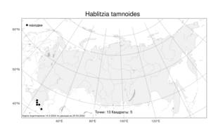 Hablitzia tamnoides, Габлиция тамусовидная M. Bieb., Атлас флоры России (FLORUS) (Россия)