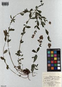 KUZ 018 109, Зверобой волосистый, Зверобой жестковолосый L., Сибирь, Алтай и Саяны (S2) (Россия)