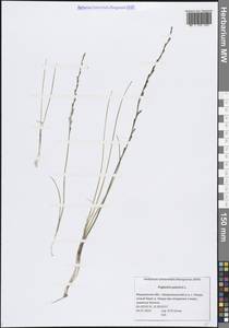 Триостренник болотный L., Восточная Европа, Северный район (E1) (Россия)