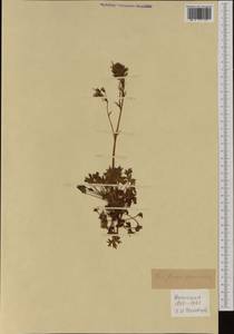 Saxifraga geranioides L., Западная Европа (EUR) (Франция)