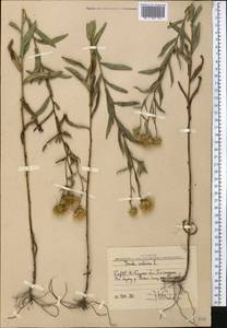 Pentanema salicinum subsp. salicinum, Средняя Азия и Казахстан, Западный Тянь-Шань и Каратау (M3) (Узбекистан)