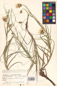 Gelasia ensifolia (M. Bieb.) Zaika, Sukhor. & N. Kilian, Восточная Европа, Средневолжский район (E8) (Россия)