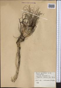 Ферула хвощевидная Koso-Pol., Средняя Азия и Казахстан, Памир и Памиро-Алай (M2) (Таджикистан)