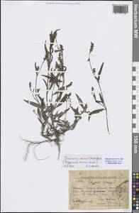 Горец малый (Huds.) Opiz, Сибирь, Дальний Восток (S6) (Россия)