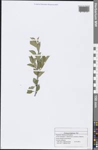 Вишня степная, Вишня кустарниковая Pall., Восточная Европа, Средневолжский район (E8) (Россия)