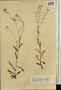 Незабудка Крылова Serg., Монголия (MONG) (Монголия)