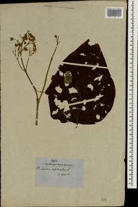 Clerodendrum infortunatum L., Зарубежная Азия (ASIA) (Индия)