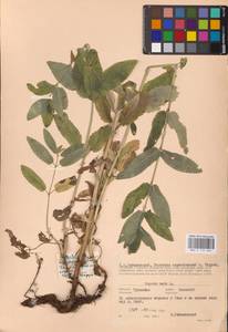 MHA 0 155 665, Котовник голый, Восточная Европа, Центральный район (E4) (Россия)