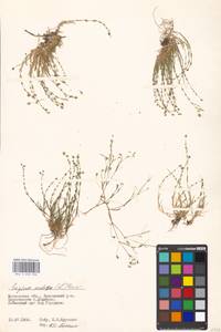 Мшанка узловатая (L.) Fenzl, Восточная Европа, Московская область и Москва (E4a) (Россия)