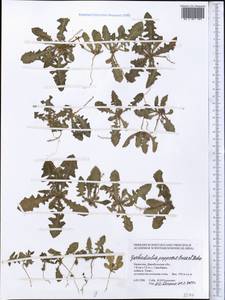 Гарадиолус летучконосный Boiss. & Buhse, Средняя Азия и Казахстан, Муюнкумы, Прибалхашье и Бетпак-Дала (M9) (Казахстан)