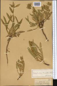 Вьюнок узколистный L., Средняя Азия и Казахстан, Джунгарский Алатау и Тарбагатай (M5) (Казахстан)