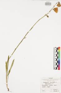 Колокольчик персиколистный L., Восточная Европа, Центральный район (E4) (Россия)