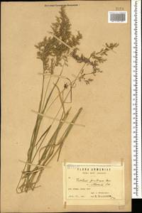 Трищетинник желтоватый (L.) P.Beauv., Кавказ, Армения (K5) (Армения)