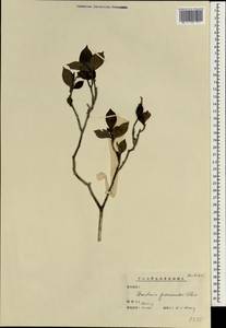 Gardenia jasminoides J.Ellis, Зарубежная Азия (ASIA) (КНР)