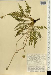 Одуванчик китайский Kitag., Монголия (MONG) (Монголия)