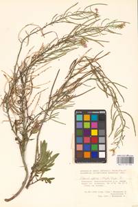 Клаусия солнцепечная (Stephan ex Willd.) Korn.-Trotzky, Восточная Европа, Восточный район (E10) (Россия)