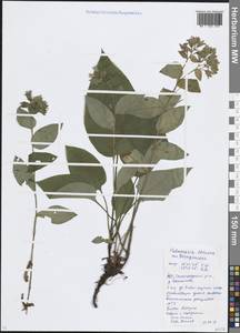 Медуница неясная, Медуница темная Dumort., Восточная Европа, Московская область и Москва (E4a) (Россия)