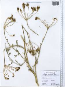 Ferulago macrocarpa (Fenzl) Boiss., Зарубежная Азия (ASIA) (Иран)