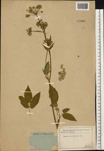 Сныть обыкновенная L., Восточная Европа, Московская область и Москва (E4a) (Россия)