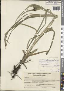 Камыш лесной L., Кавказ, Северная Осетия, Ингушетия и Чечня (K1c) (Россия)