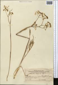 Ферула татарская Fisch. ex Spreng., Восточная Европа, Восточный район (E10) (Россия)