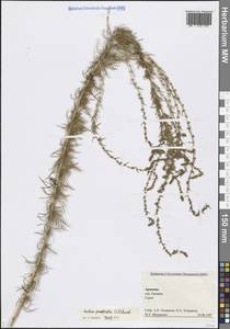 Бассия простертая (L.) Beck, Кавказ, Армения (K5) (Армения)