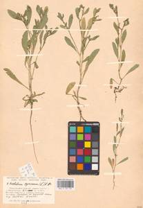 Крепкоплодник сирийский (L.) W.T.Aiton, Восточная Европа, Нижневолжский район (E9) (Россия)