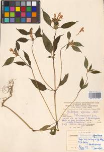 MHA 0 154 303, Пикульник красивый, Зябра Mill., Восточная Европа, Западно-Украинский район (E13) (Украина)