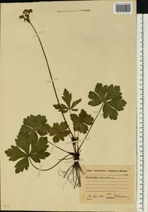 Подлесник европейский L., Восточная Европа, Московская область и Москва (E4a) (Россия)