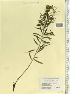 Euphorbia tommasiniana Bertol., Восточная Европа, Восточный район (E10) (Россия)