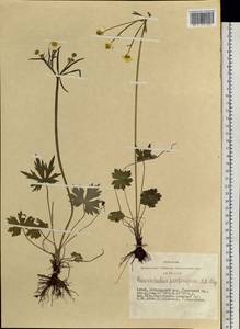 Лютик близкий C.A.Mey., Сибирь, Алтай и Саяны (S2) (Россия)