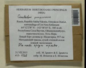 Ceratodon purpureus (Hedw.) Brid., Гербарий мохообразных, Мхи - Якутия (B19) (Россия)