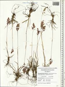 Мятлик альпийский L., Восточная Европа, Северный район (E1) (Россия)