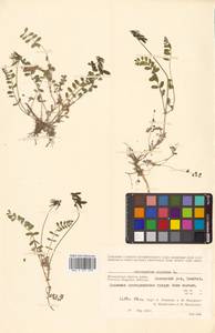 Астрагал альпийский L., Сибирь, Чукотка и Камчатка (S7) (Россия)