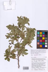 Шиповник щитконосный, Роза щитконосная Borkh., Восточная Европа, Северо-Украинский район (E11) (Украина)