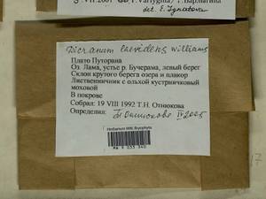 Dicranum laevidens R.S. Williams, Гербарий мохообразных, Мхи - Красноярский край, Тыва и Хакасия (B17) (Россия)