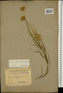 Gelasia biebersteinii (Lipsch.) Zaika, Sukhor. & N. Kilian, Кавказ, Азербайджан (K6) (Азербайджан)
